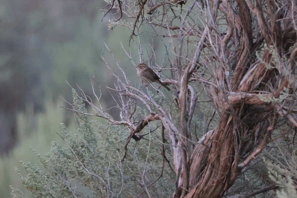 Brewer's Sparrow - ML641399947