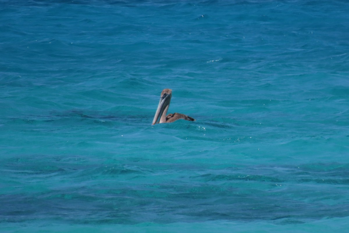 Brown Pelican - ML641399949