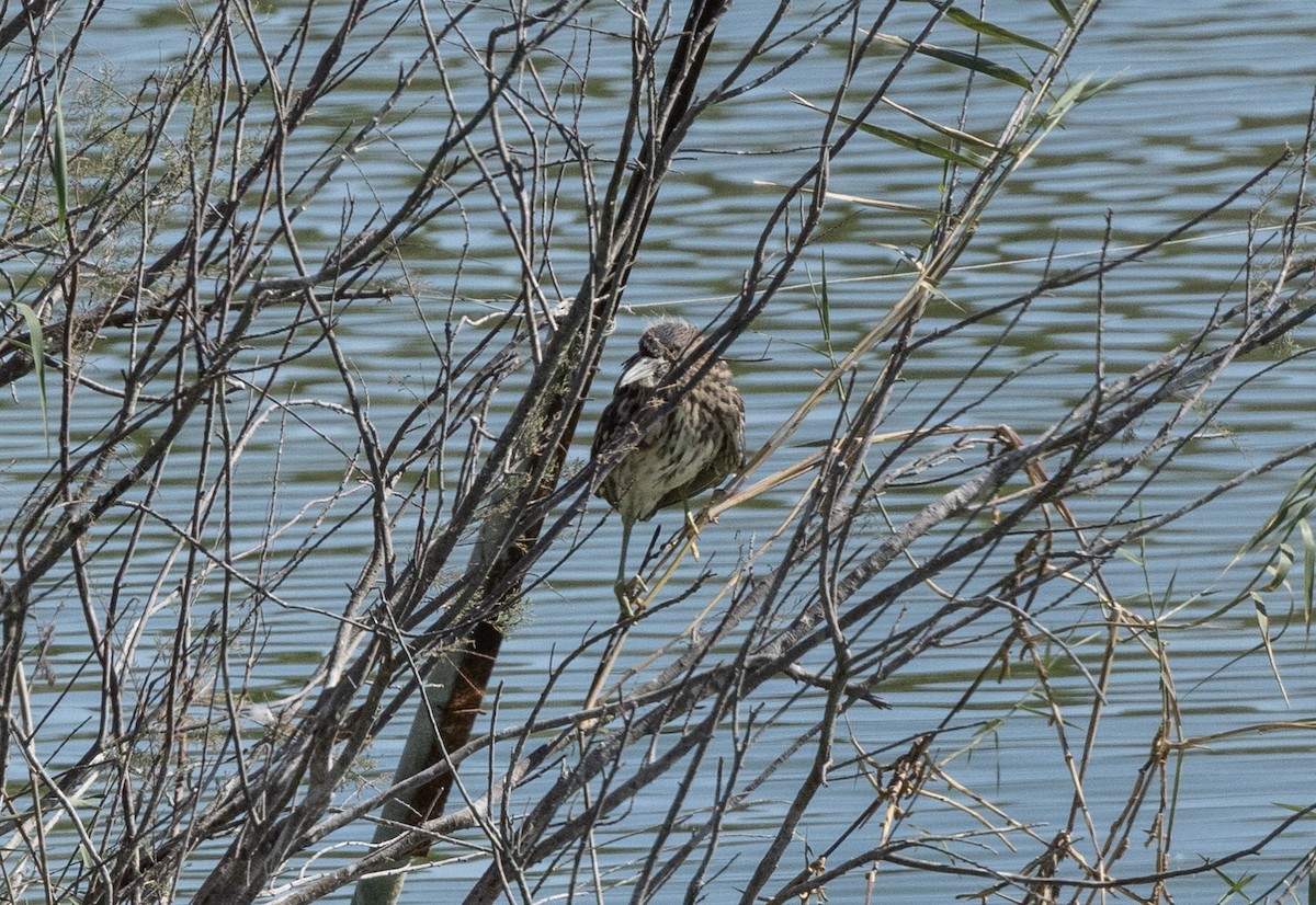 Black-crowned Night Heron - ML641399950