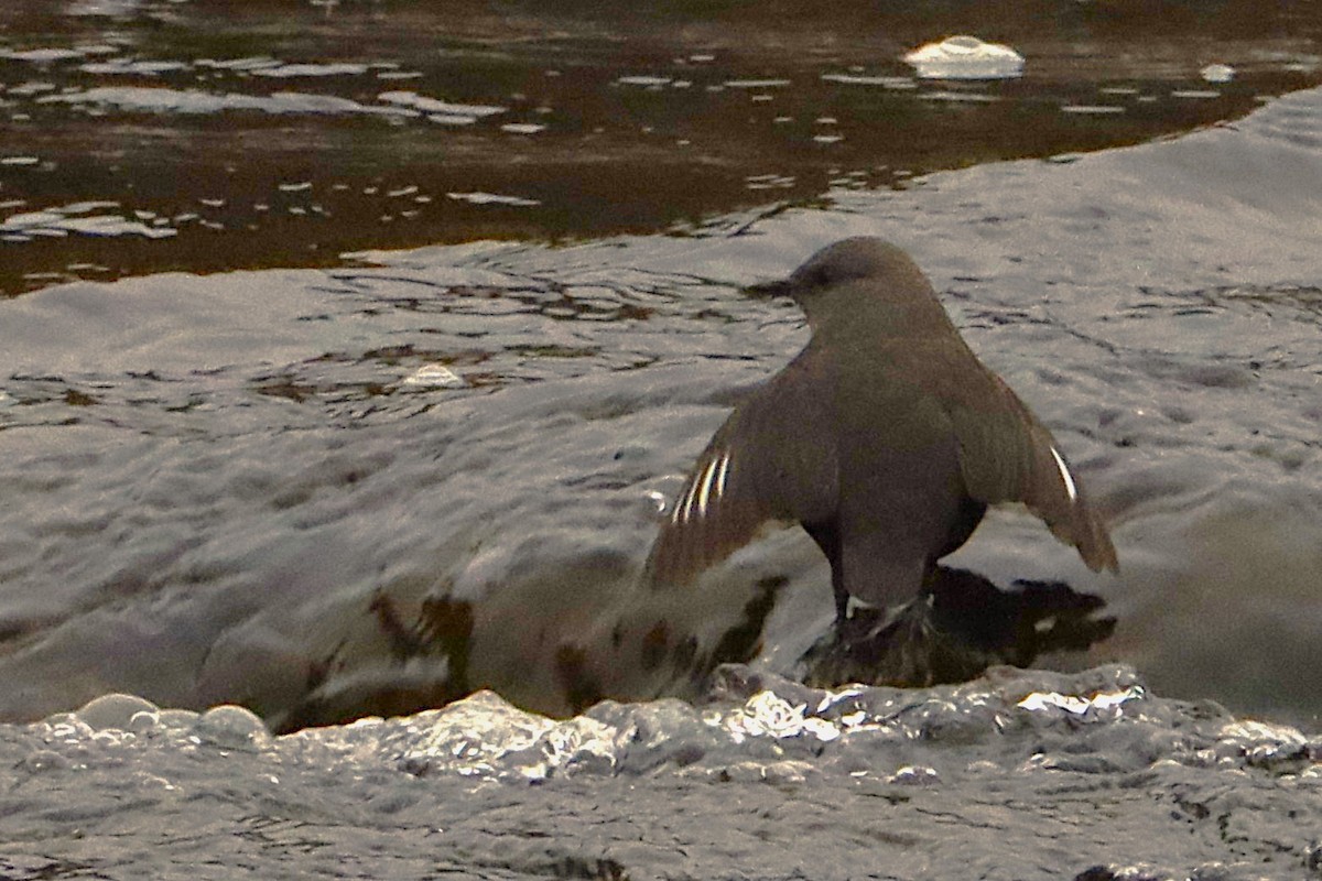 Rufous-throated Dipper - ML641399958