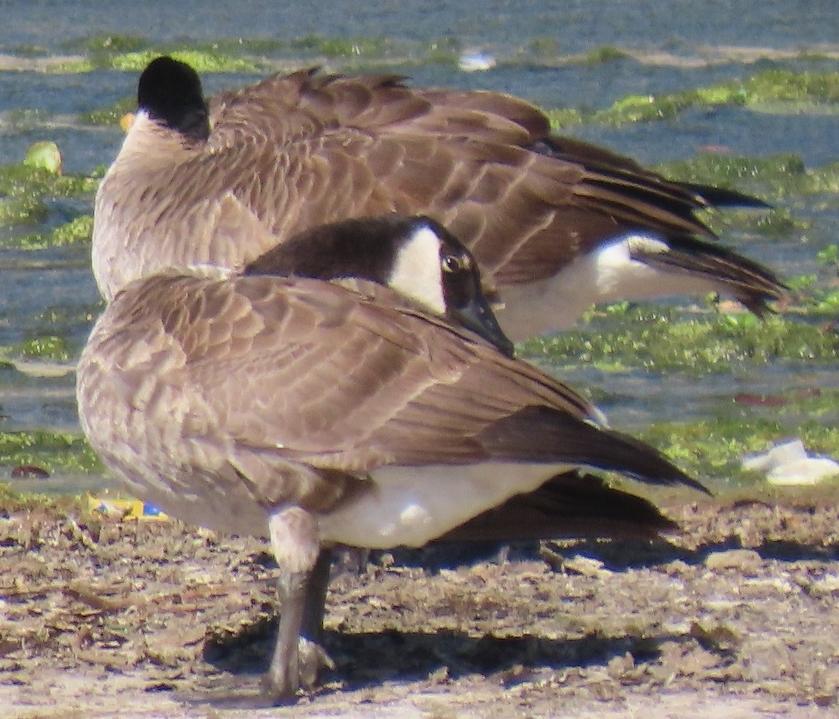 Canada Goose - ML641399963