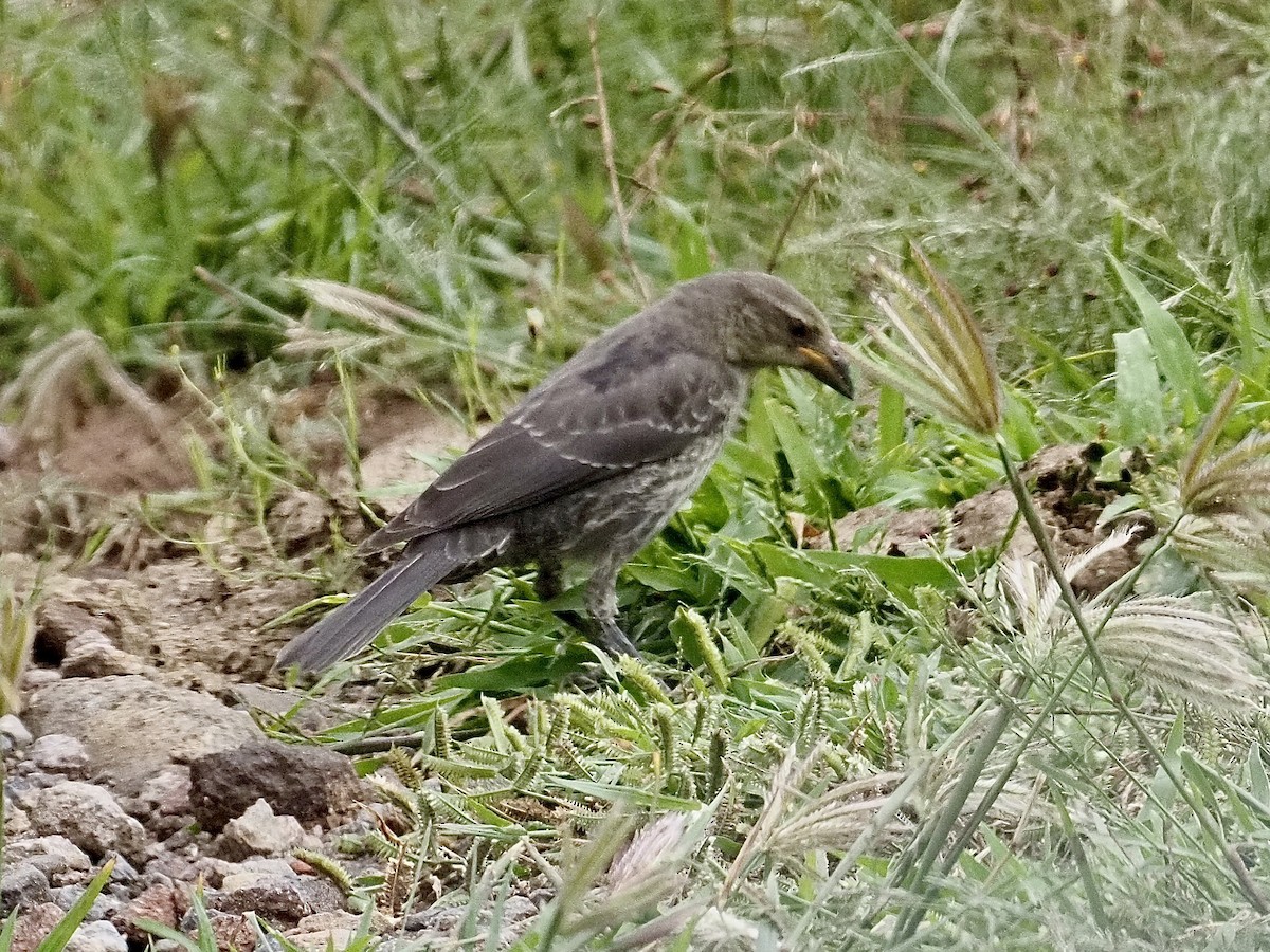 Bronzed Cowbird - ML641399965