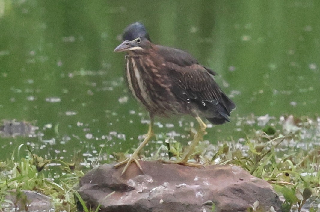 Green Heron - ML641399967