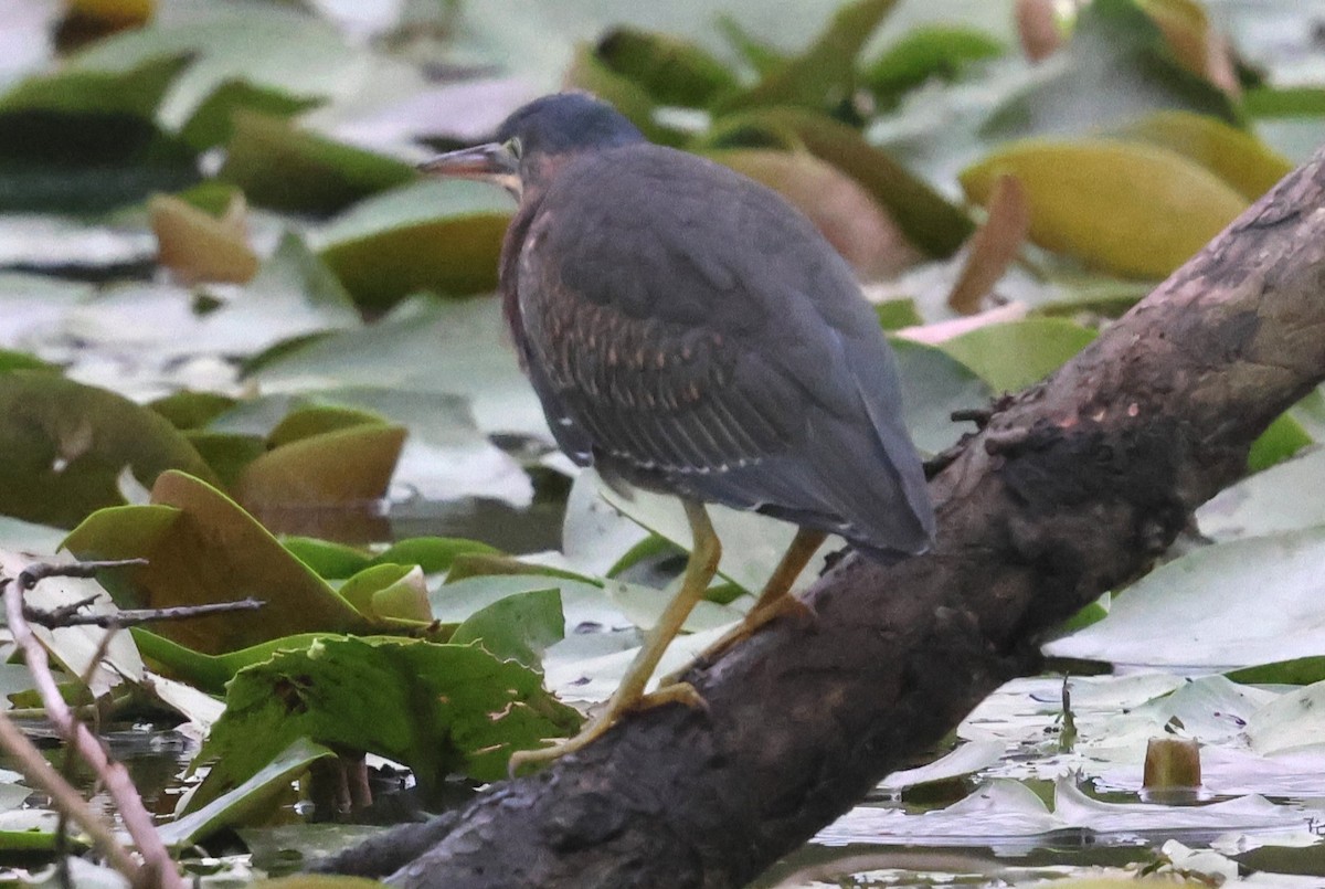 Green Heron - ML641399968
