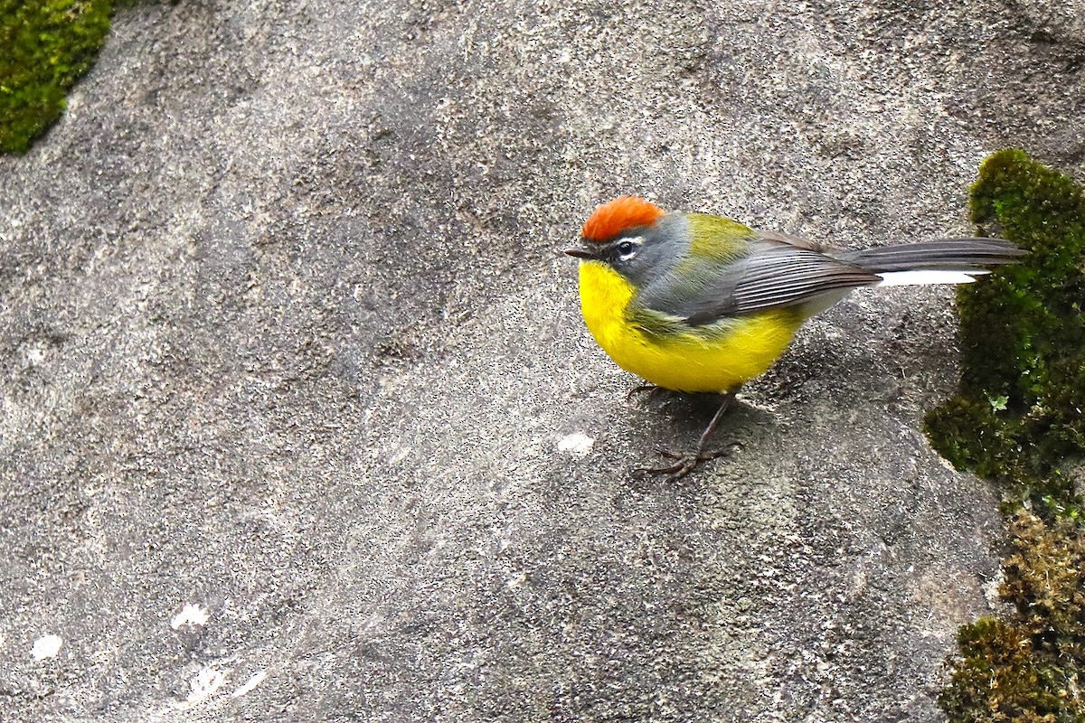 Brown-capped Redstart - ML641399972