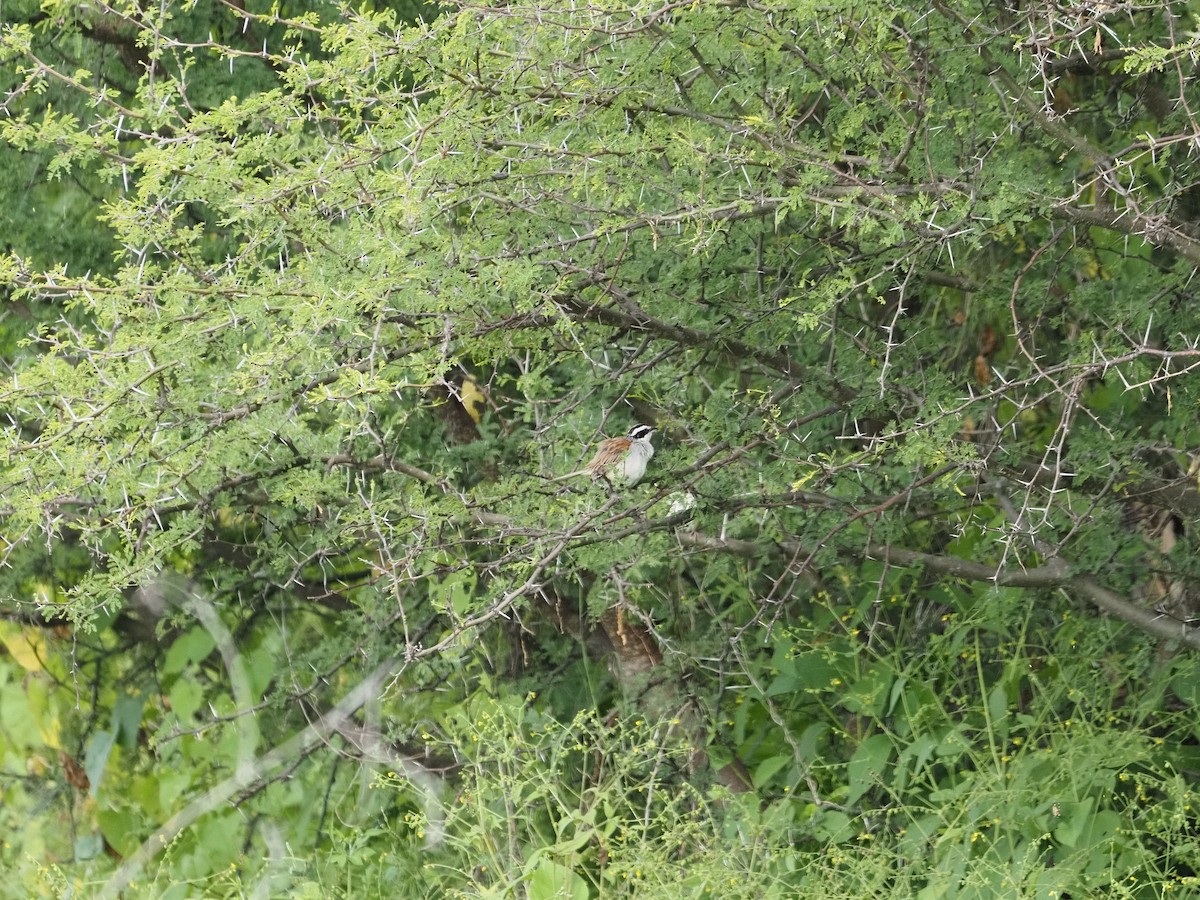 Stripe-headed Sparrow - ML641399977