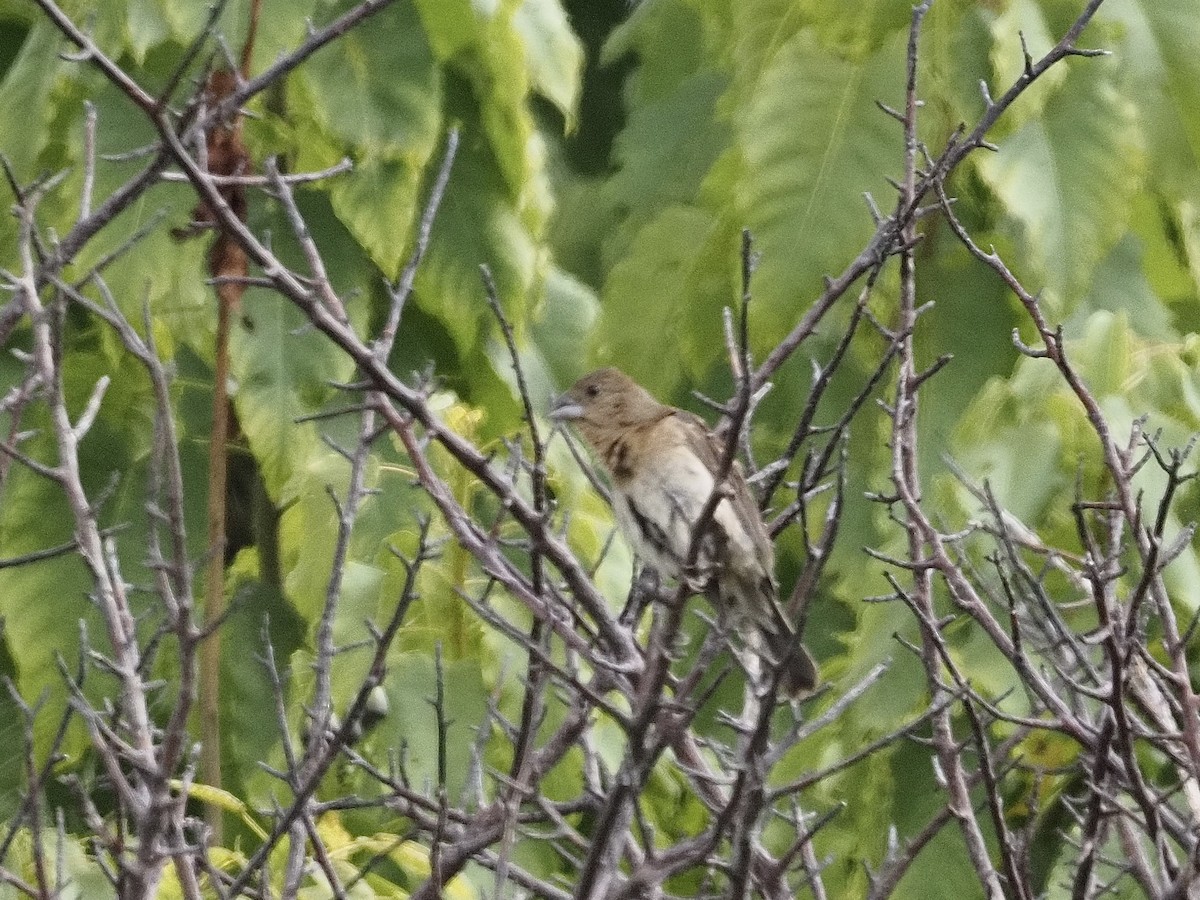 Lazuli Bunting - ML641399992