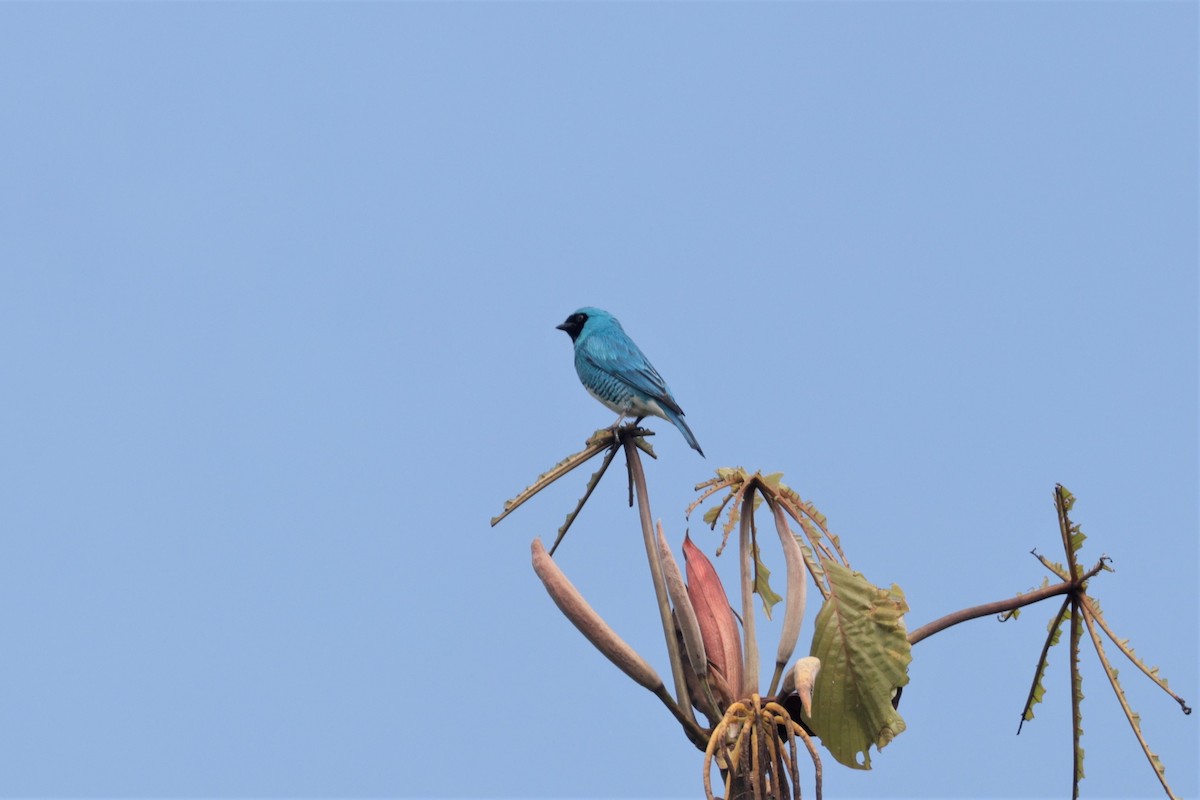 Swallow Tanager - ML641400008