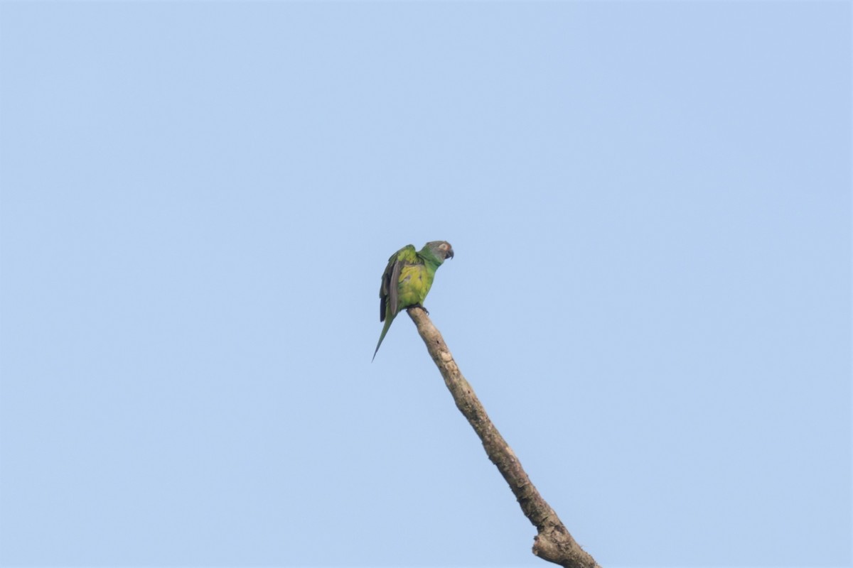 Dusky-headed Parakeet - ML641400041
