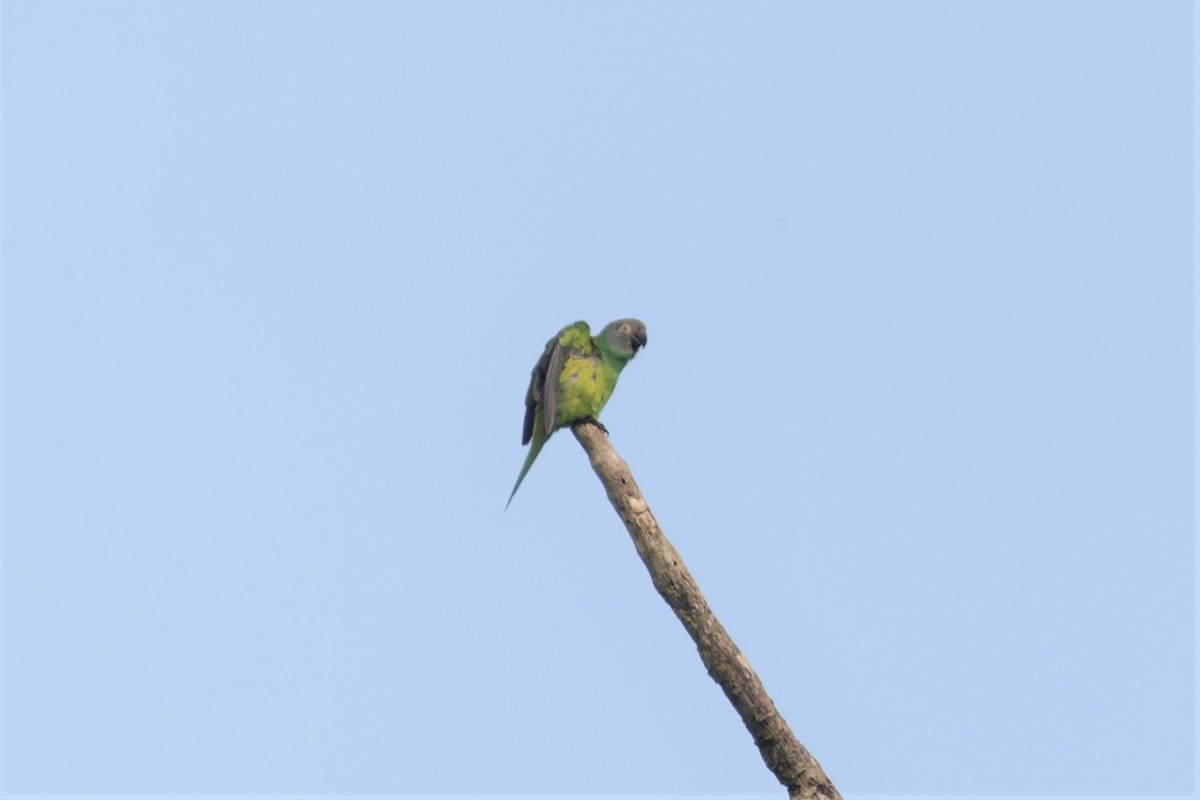 Dusky-headed Parakeet - ML641400042
