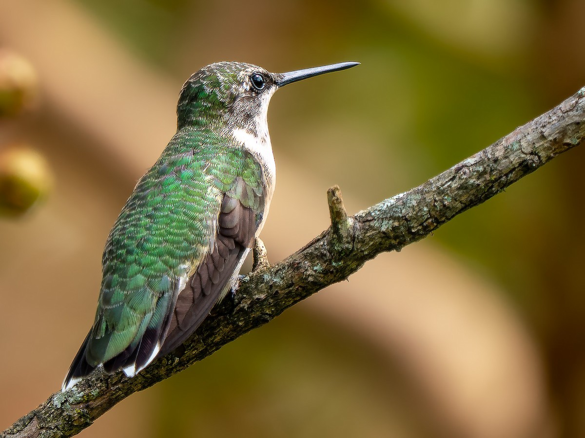 Colibri à gorge rubis - ML641400072