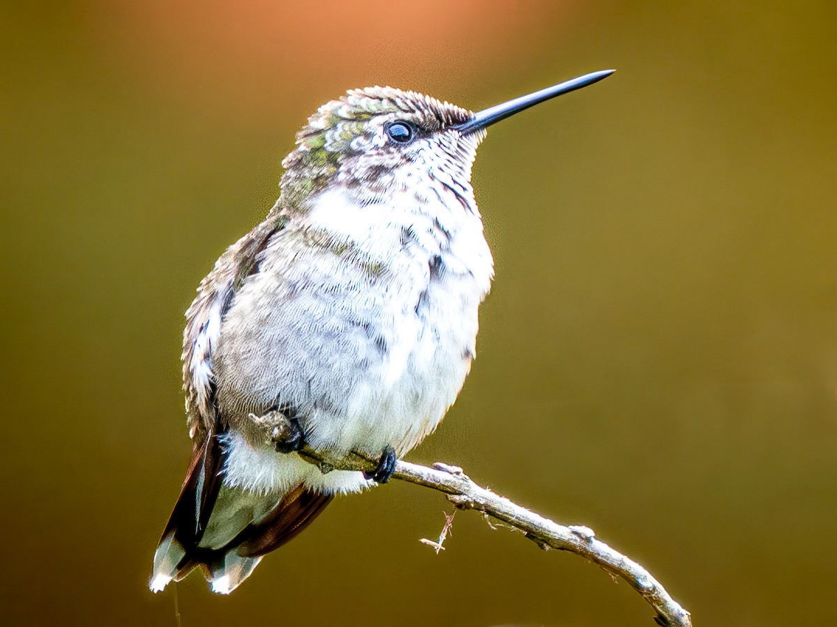 Colibri à gorge rubis - ML641400079