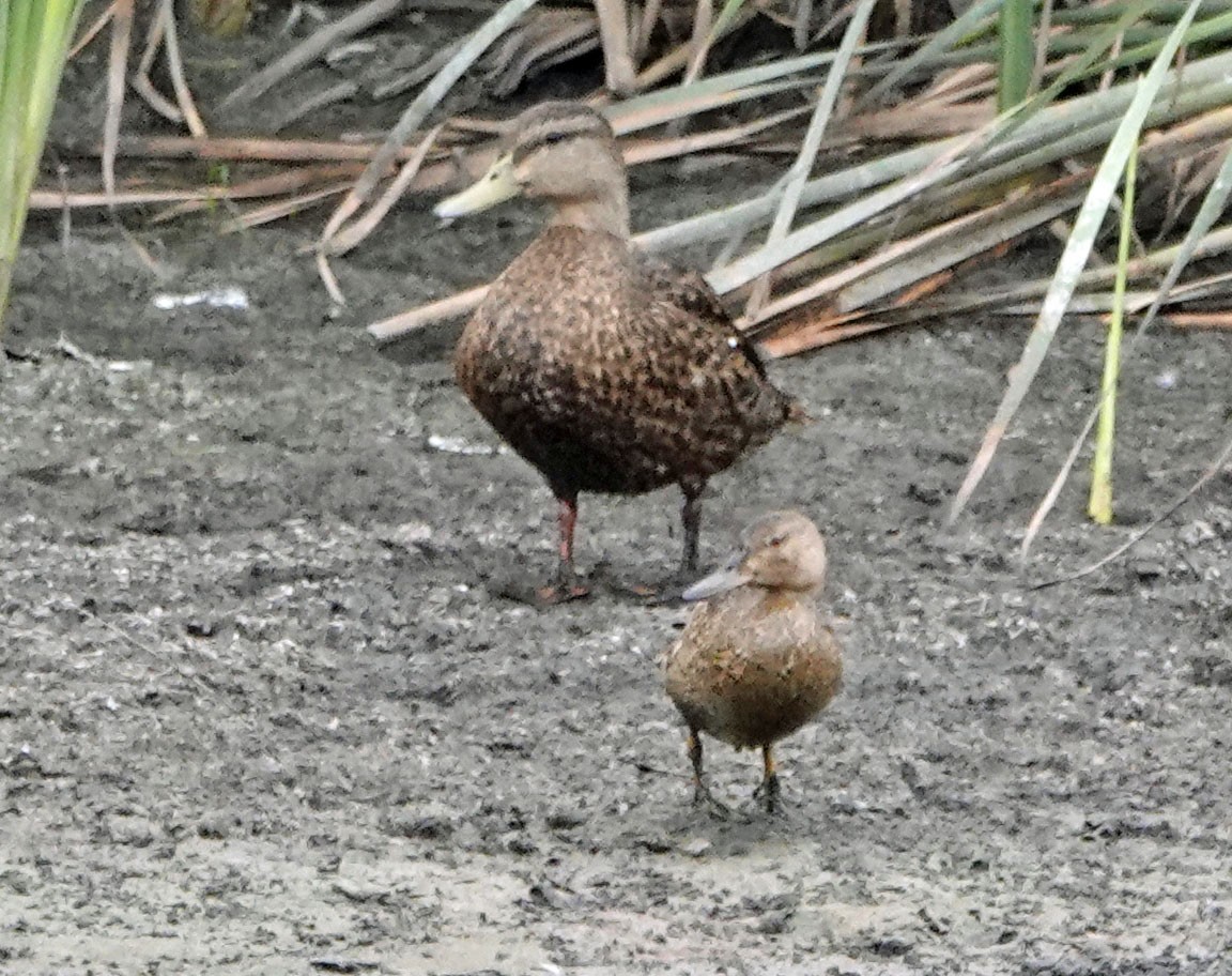 Cinnamon Teal - ML641400090