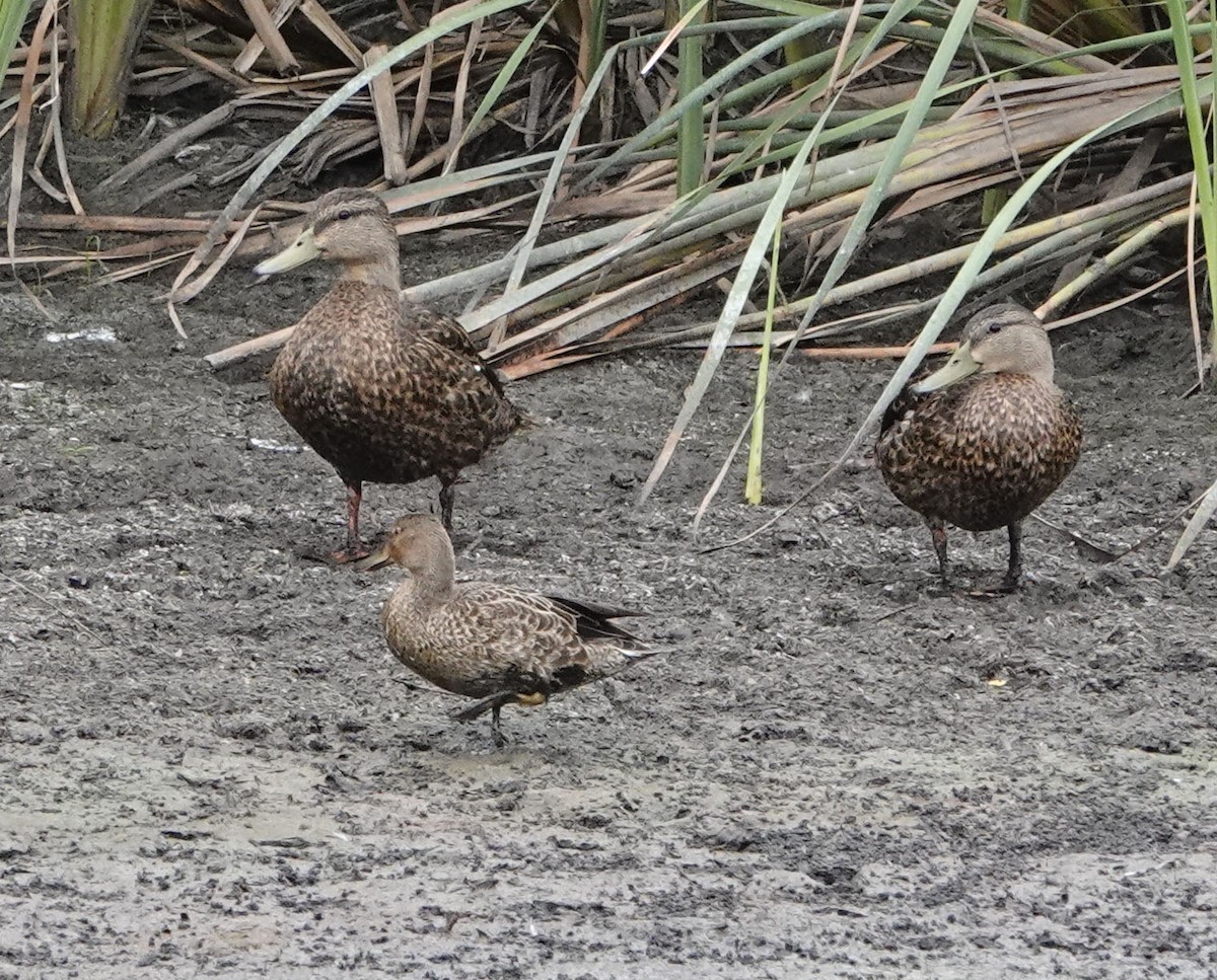 Cinnamon Teal - ML641400091
