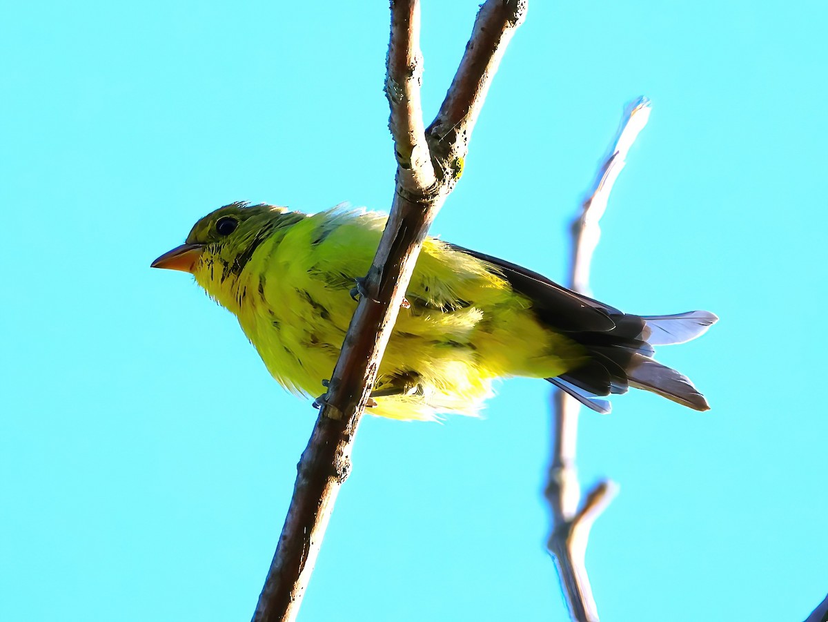 Scarlet Tanager - ML641400094