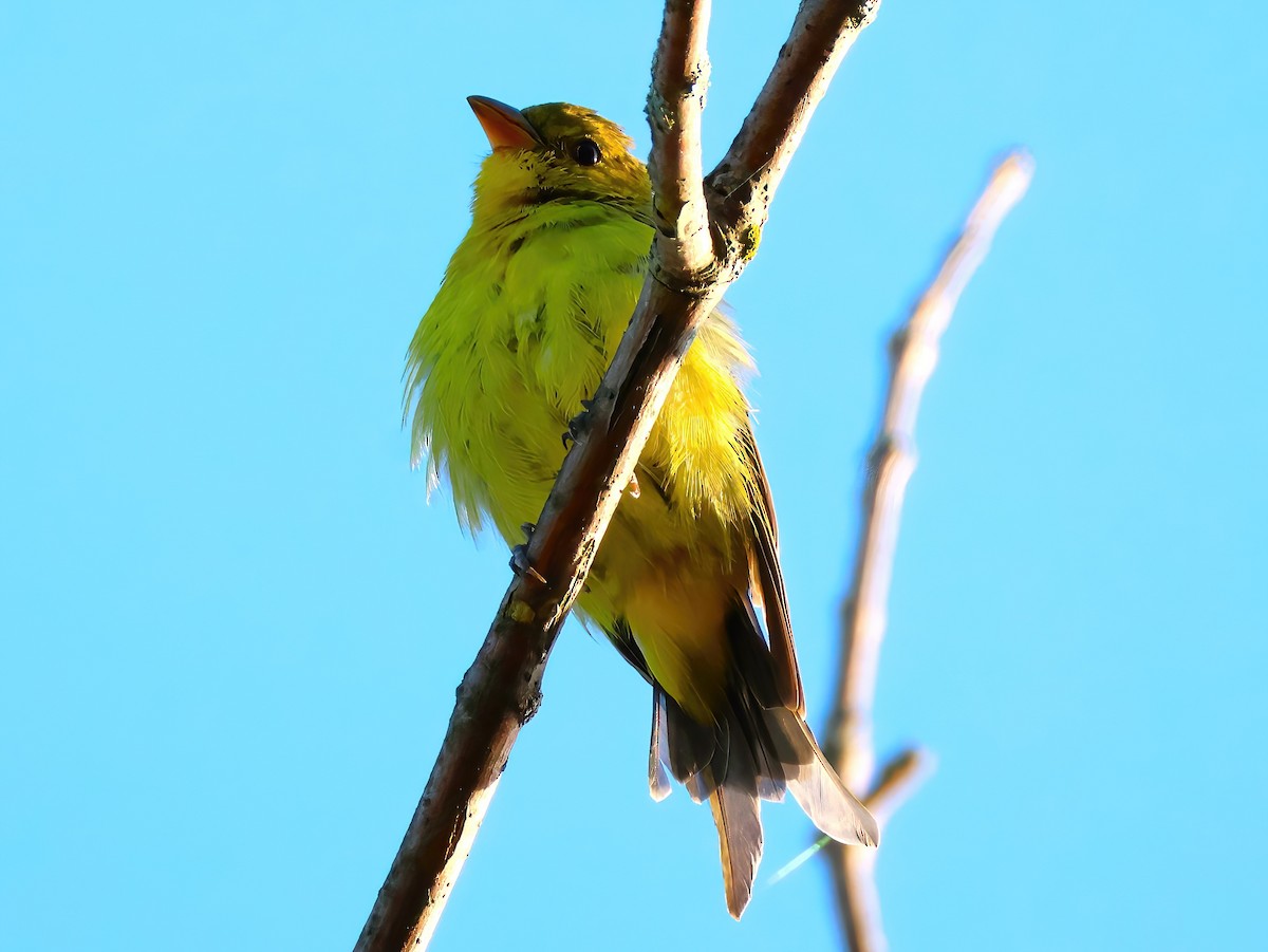 Scarlet Tanager - ML641400096