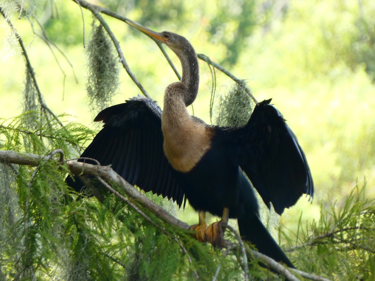 Anhinga - ML641400116