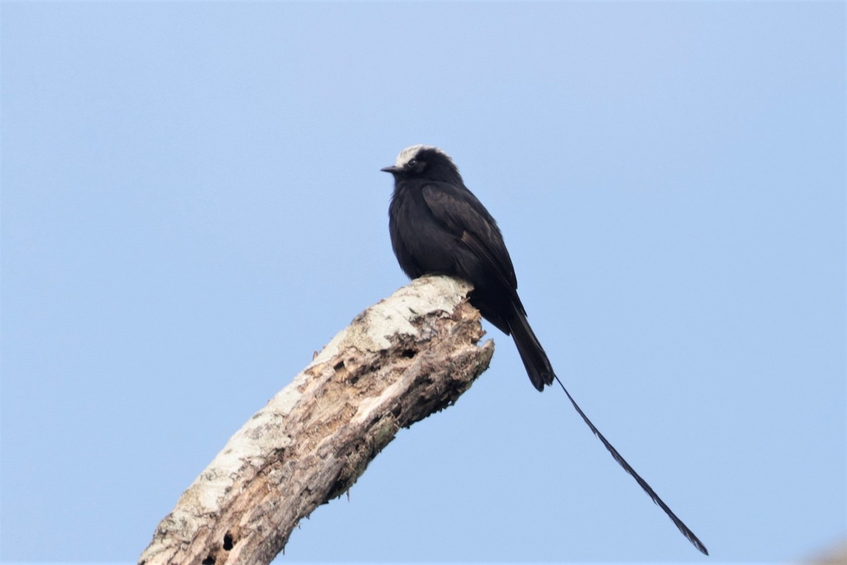 Long-tailed Tyrant - ML641400120
