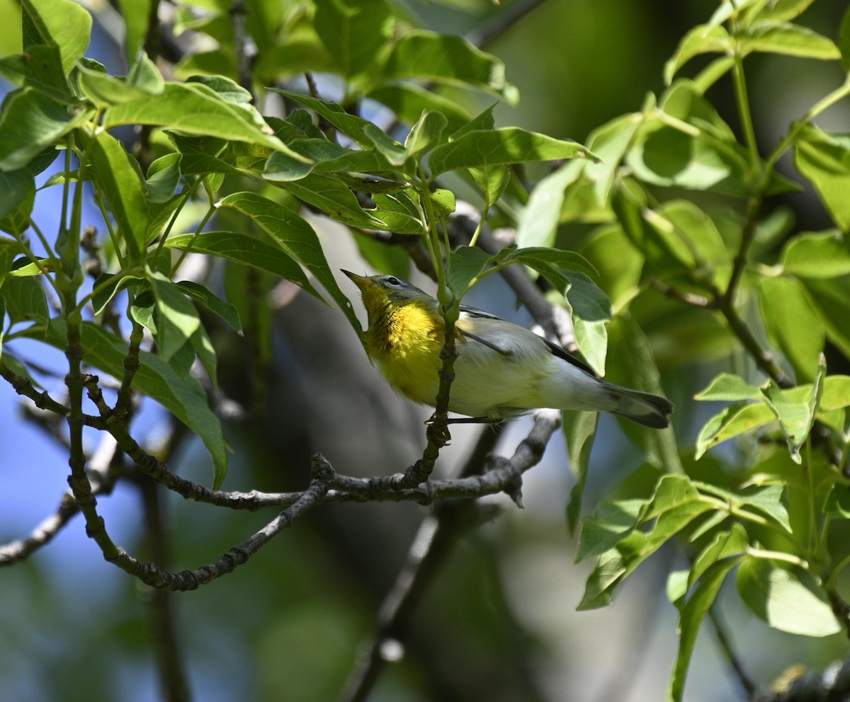 Northern Parula - ML641400121