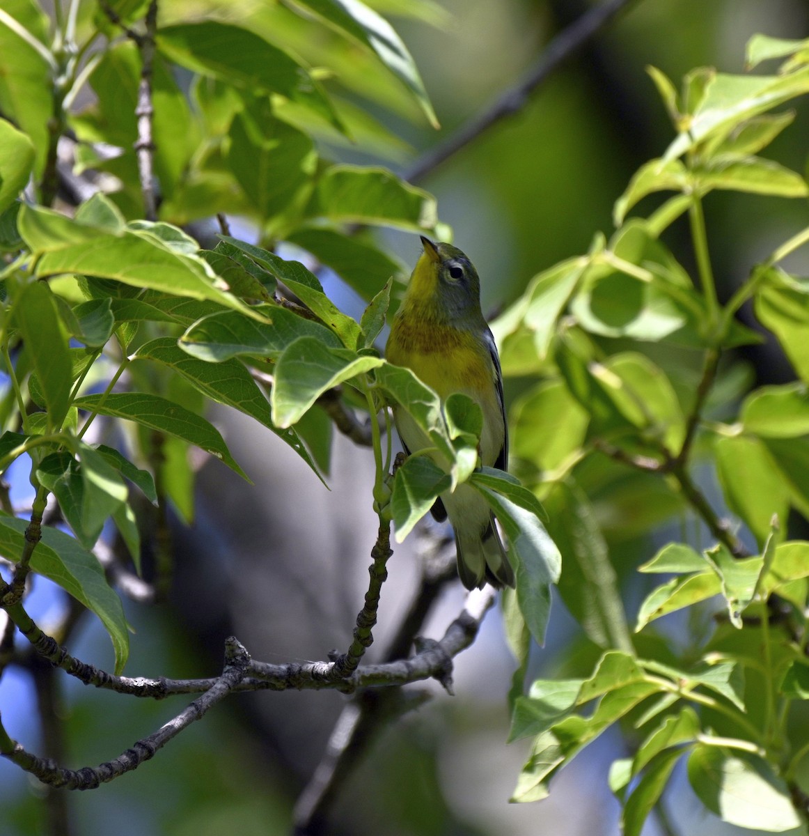 Northern Parula - ML641400122