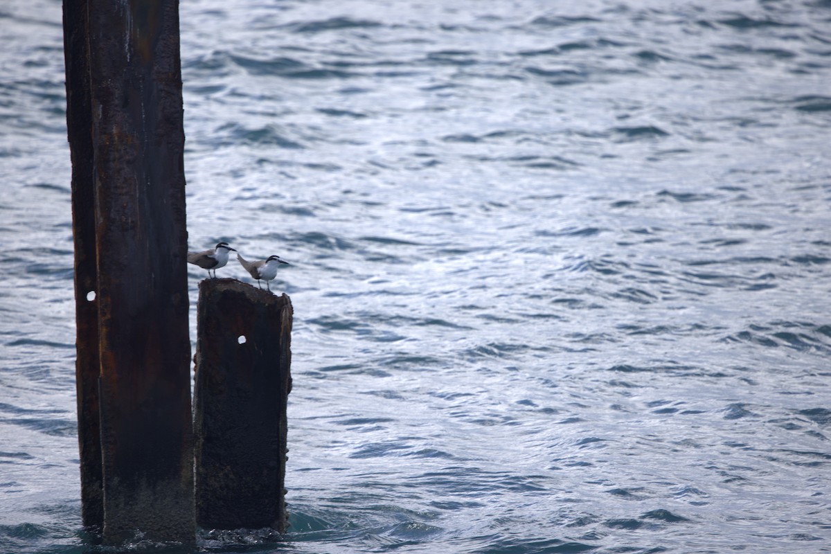 Bridled Tern - ML641400130