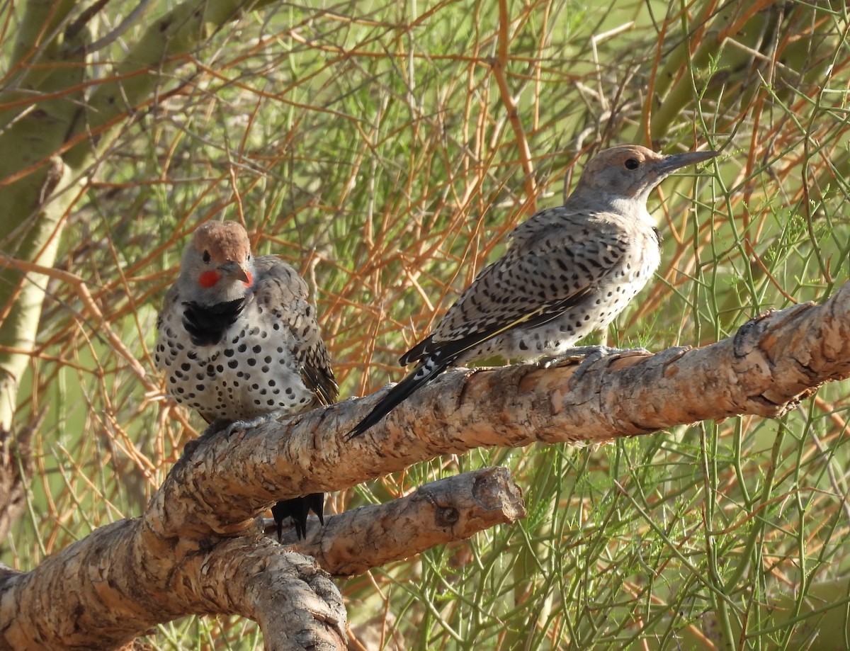 Gilded Flicker - ML641400132