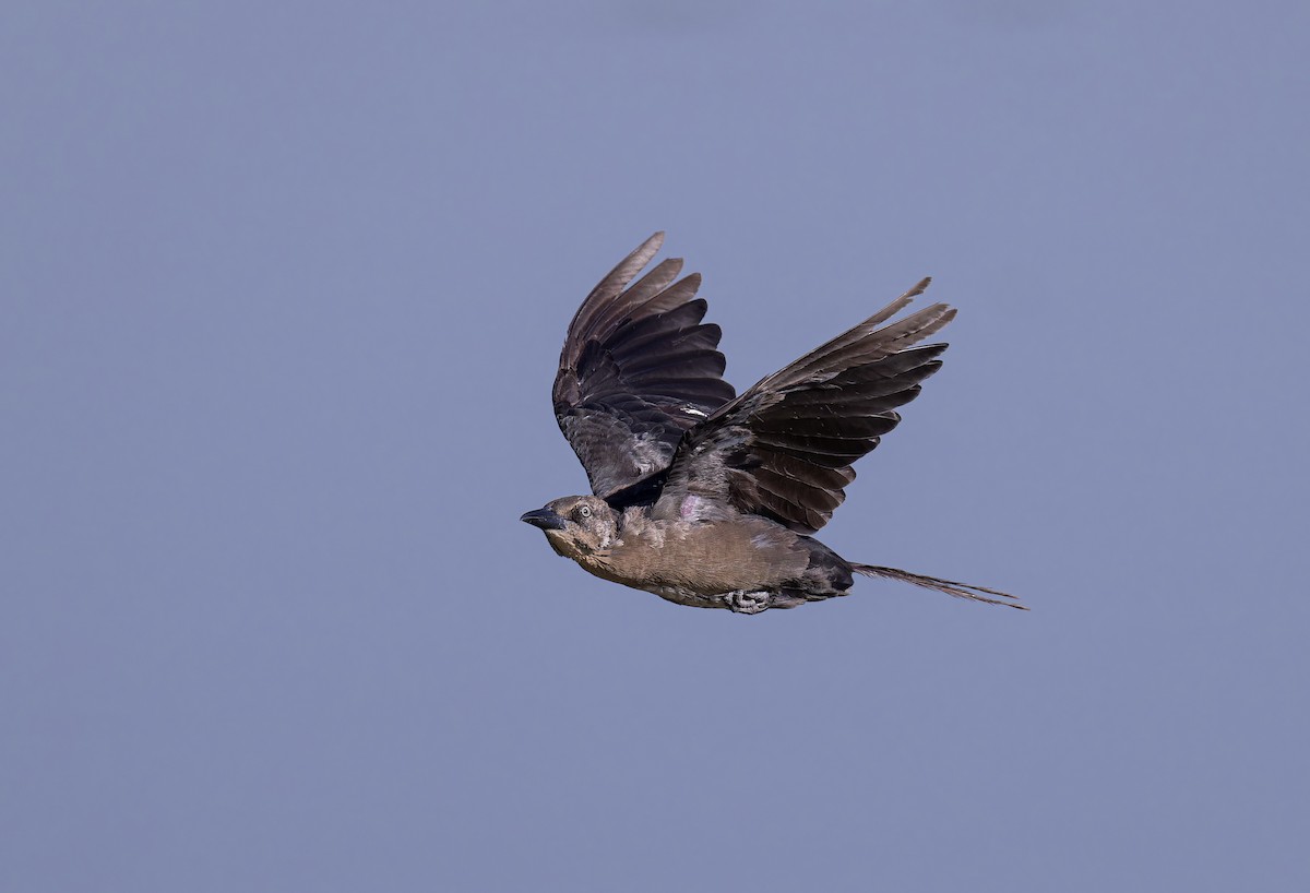 Great-tailed Grackle - ML641400138
