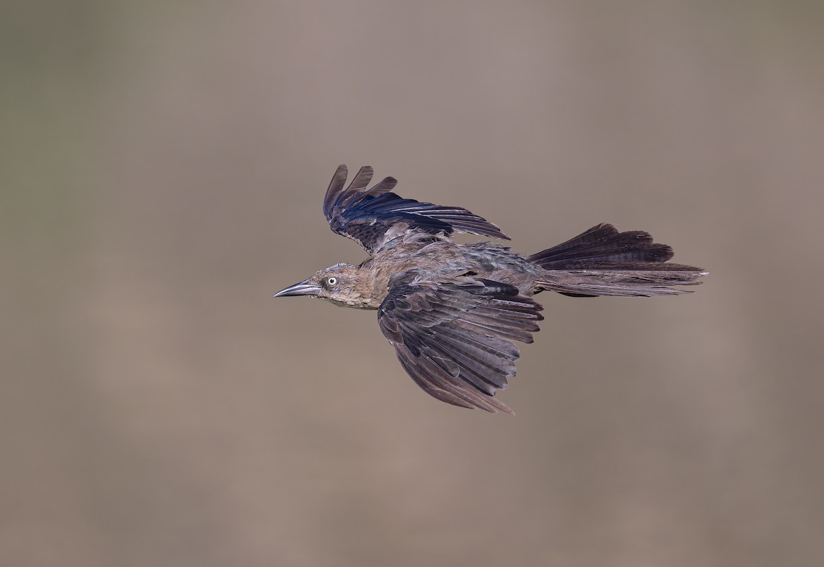 Great-tailed Grackle - ML641400139