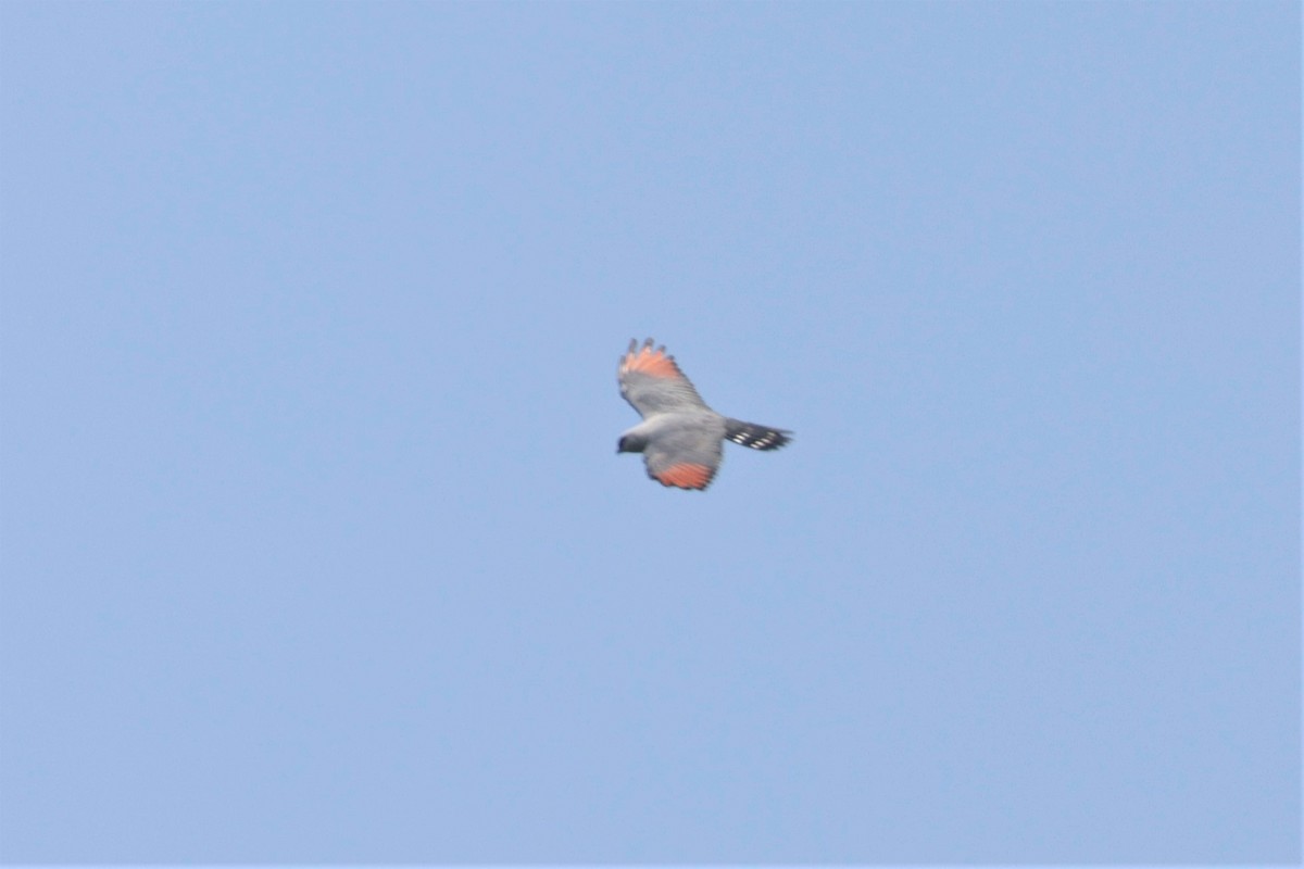 Plumbeous Kite - ML641400150