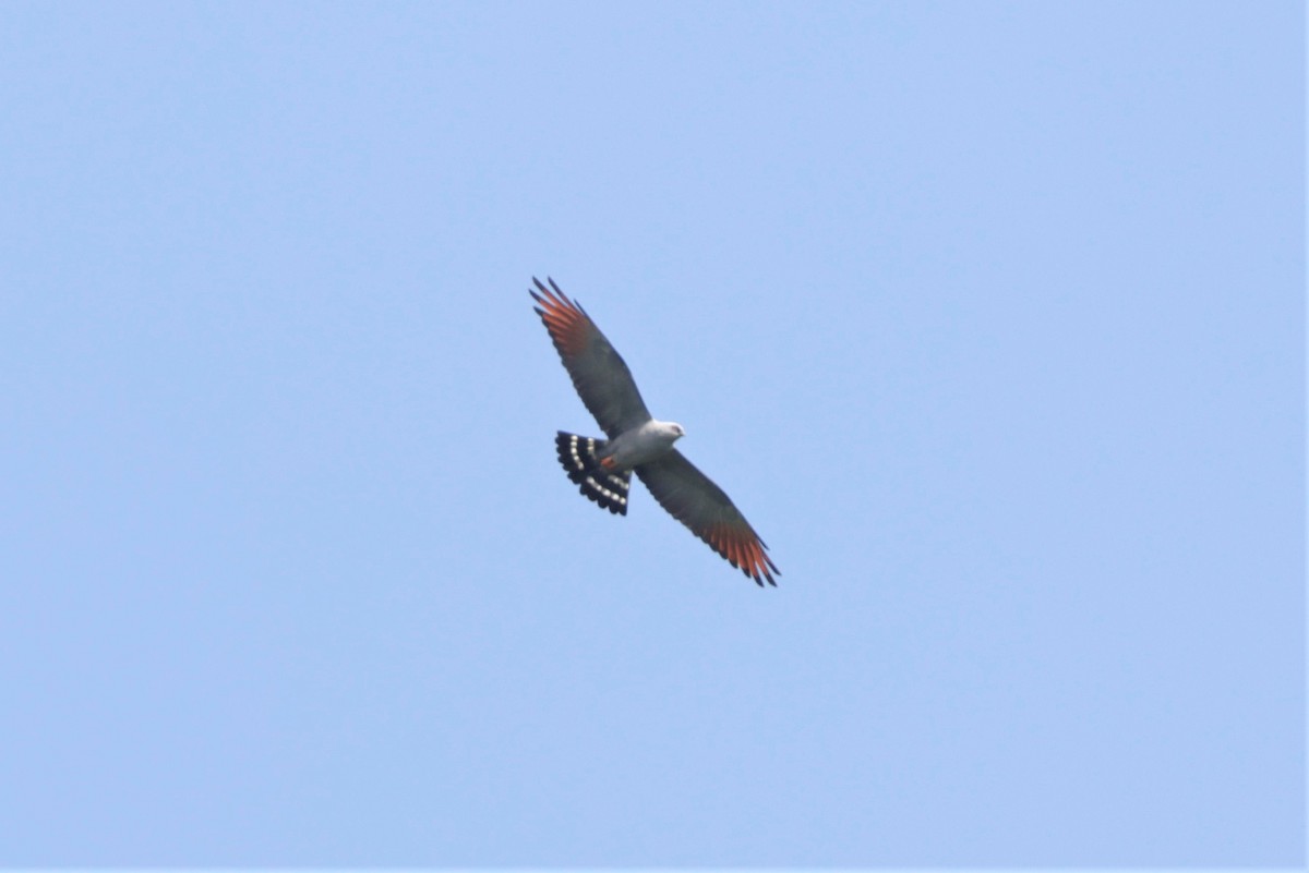 Plumbeous Kite - ML641400151