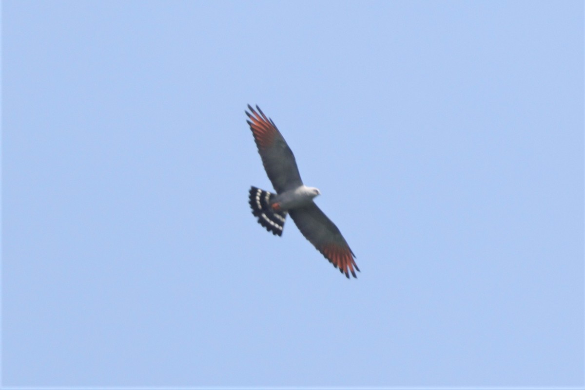 Plumbeous Kite - ML641400152