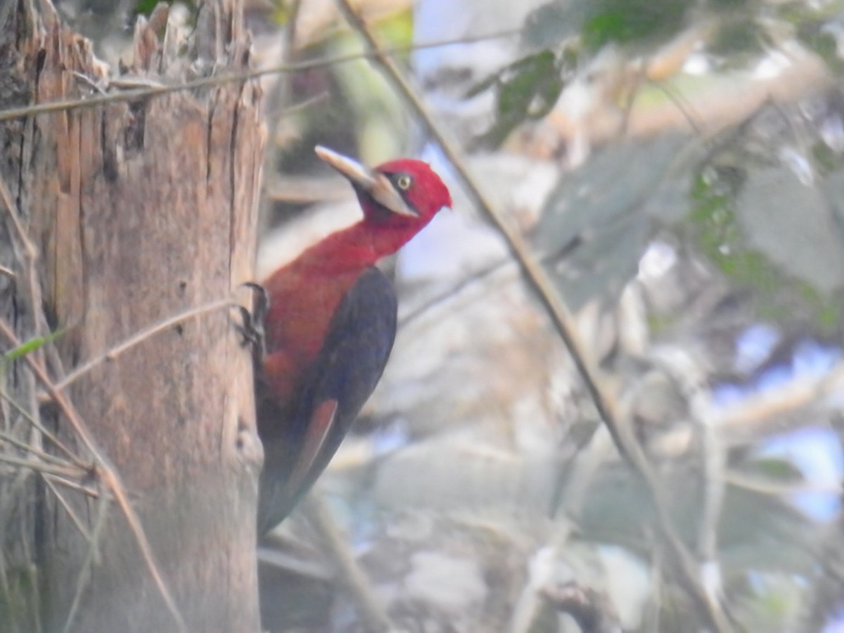 Red-necked Woodpecker - ML641400165