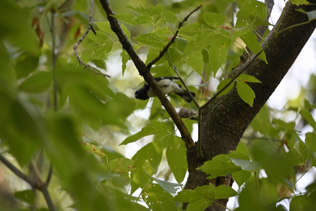 blåparula - ML641400177