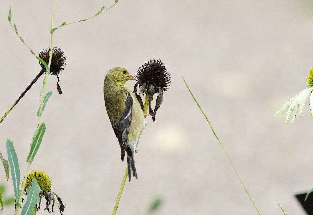 gulstillits - ML641400180