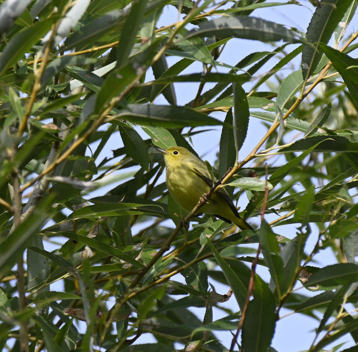 gulparula - ML641400188