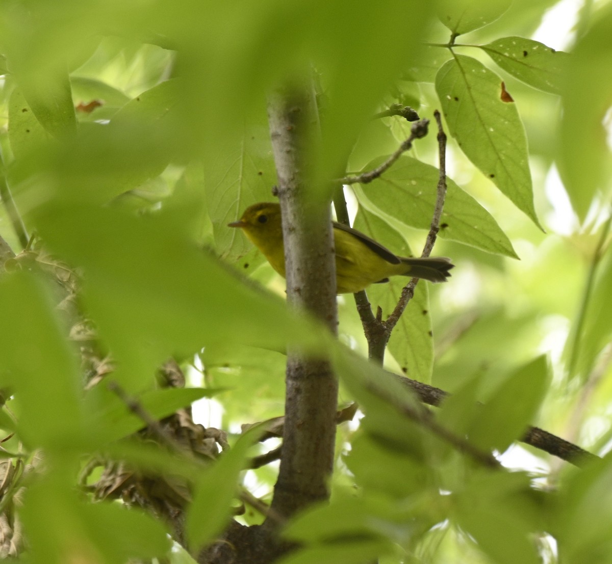 kalottparula - ML641400199