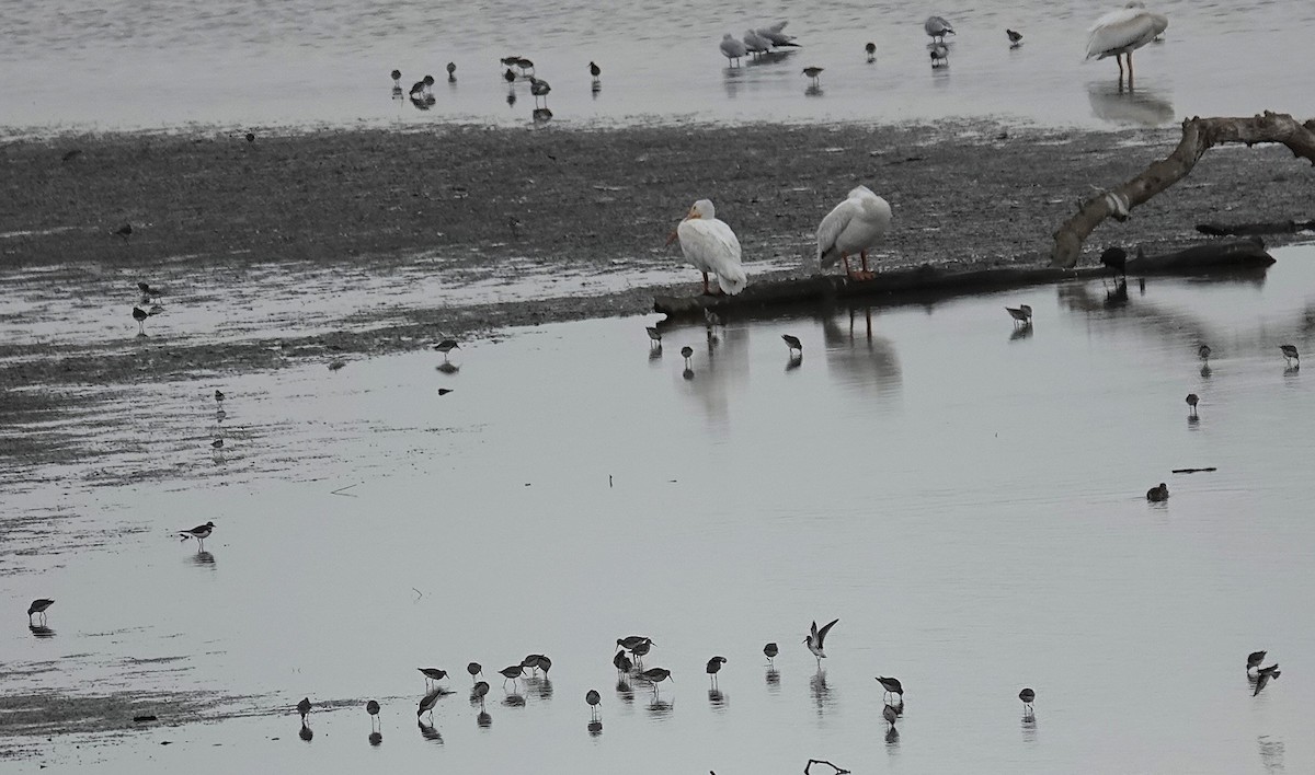 Stilt Sandpiper - ML641400202