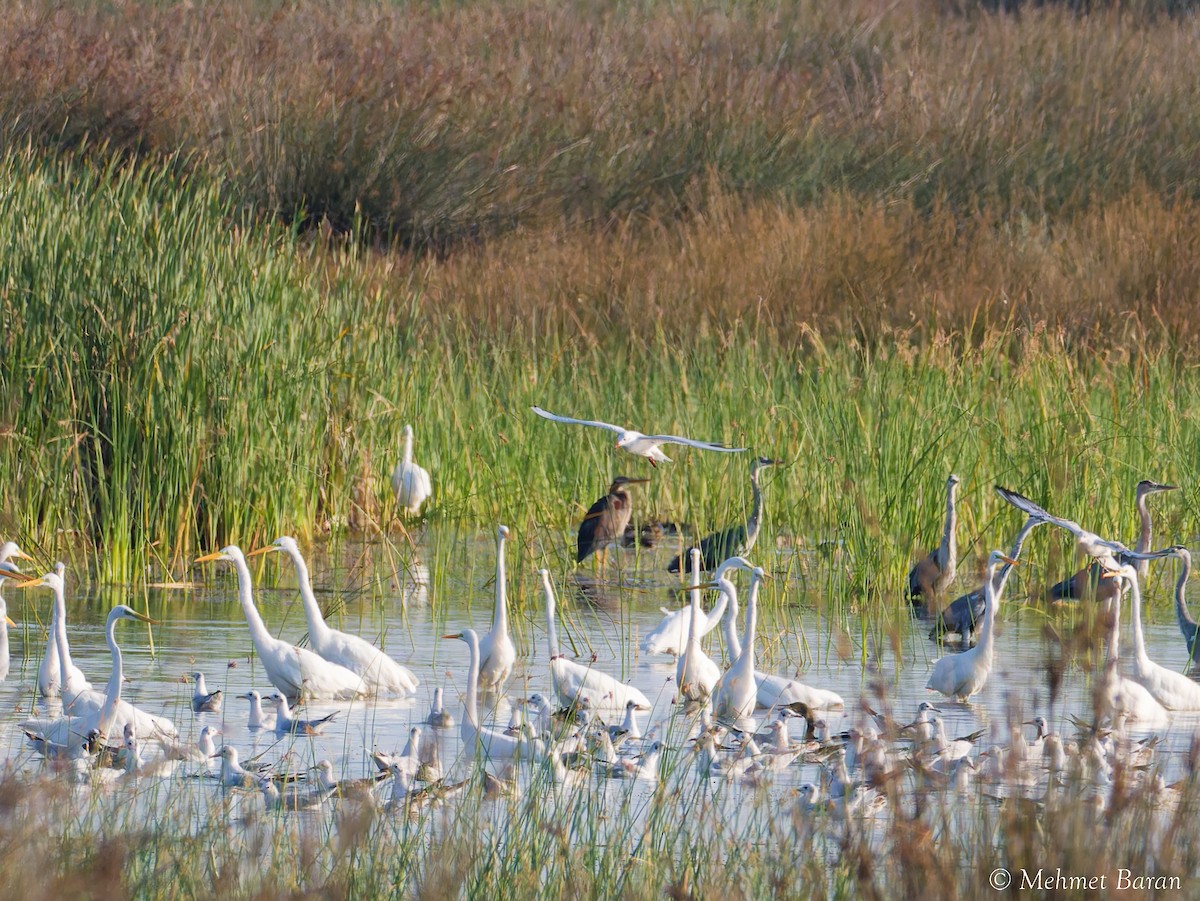 Great Egret - ML641400237