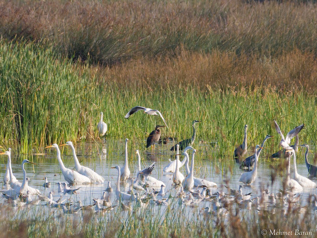 Great Egret - ML641400238