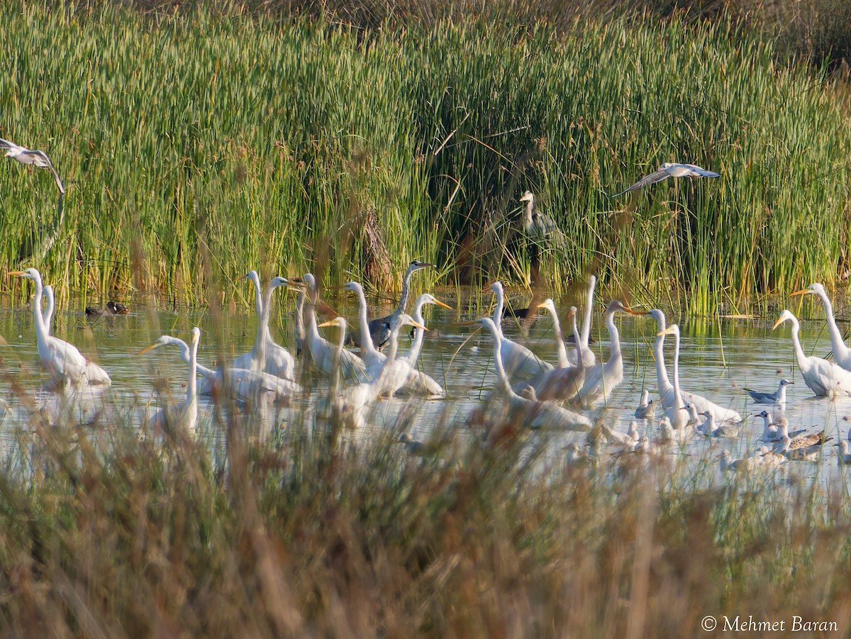 Great Egret - ML641400239