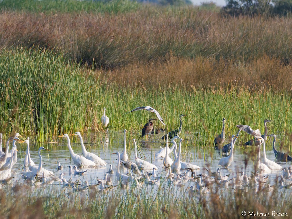 Great Egret - ML641400240