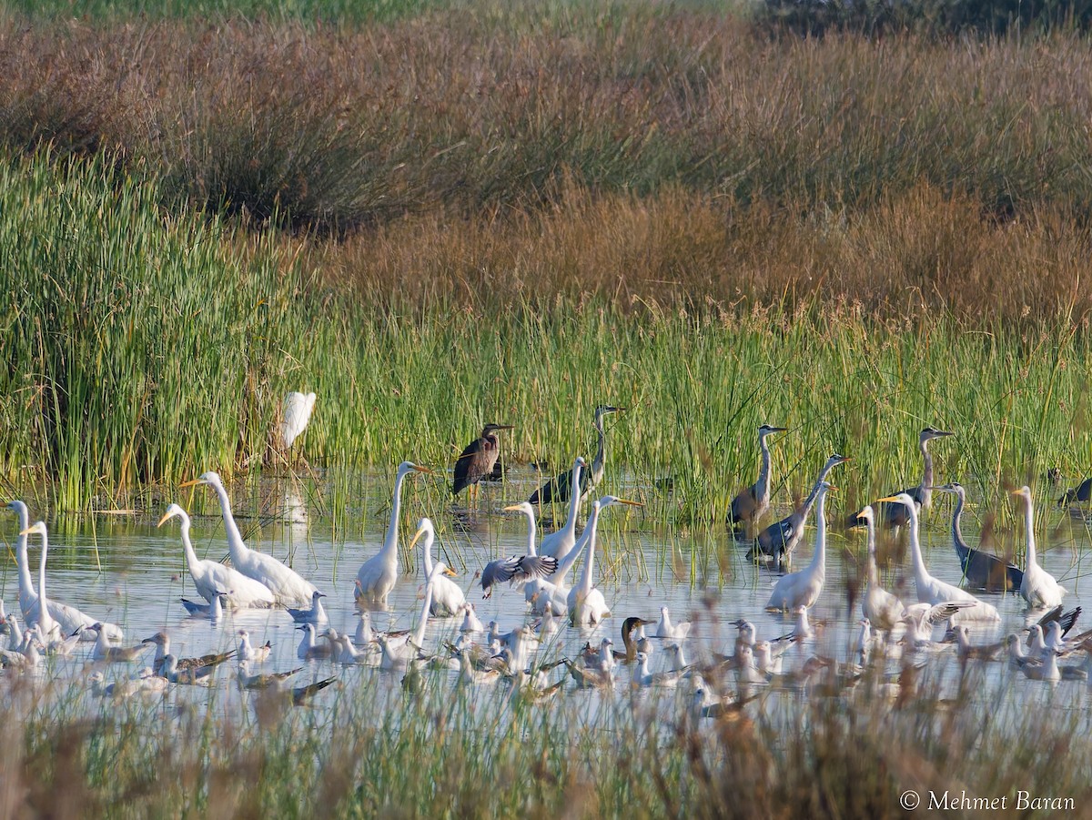 Great Egret - ML641400241