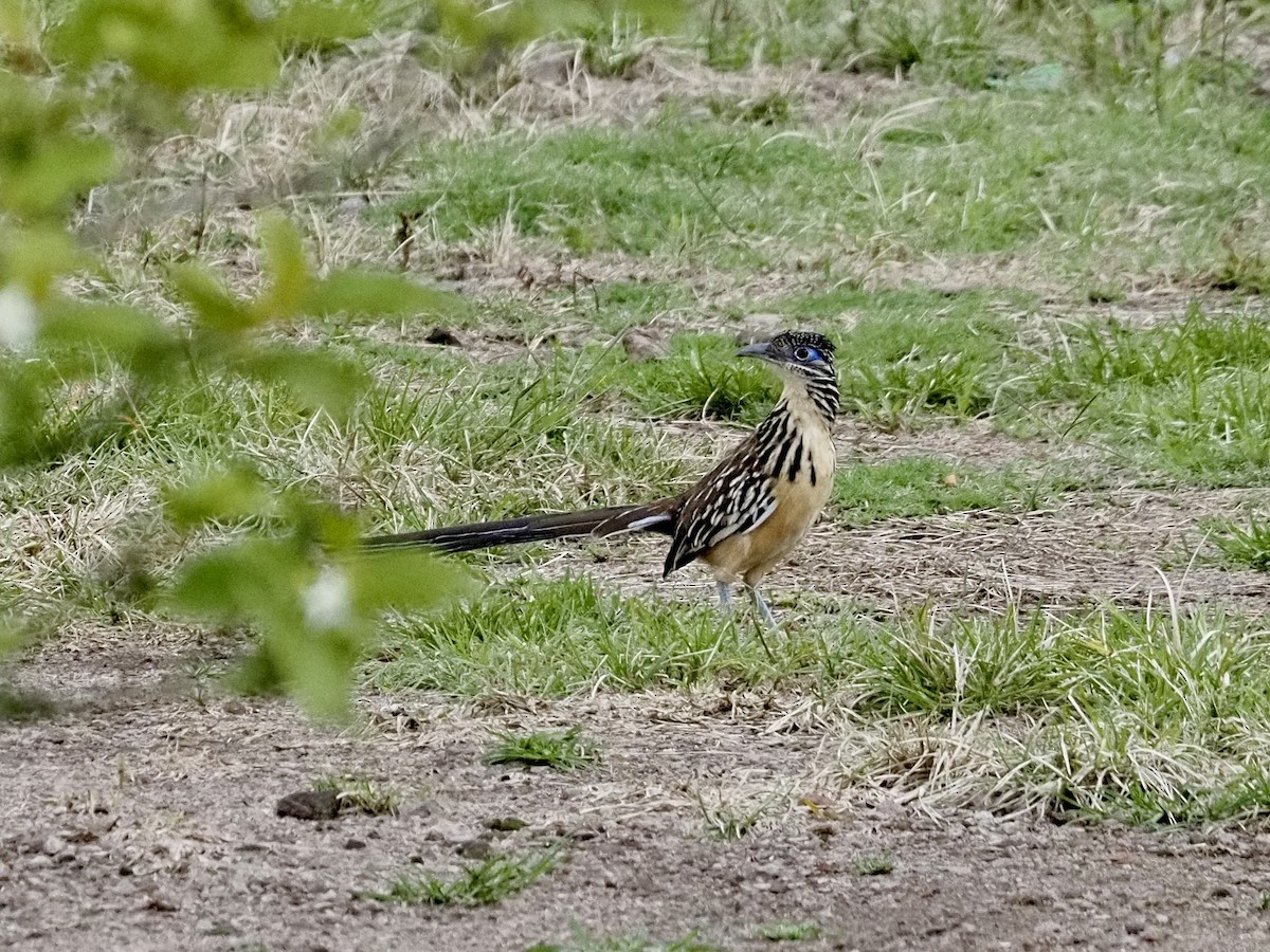 Lesser Roadrunner - ML641400251