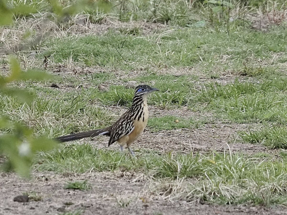 Lesser Roadrunner - ML641400252