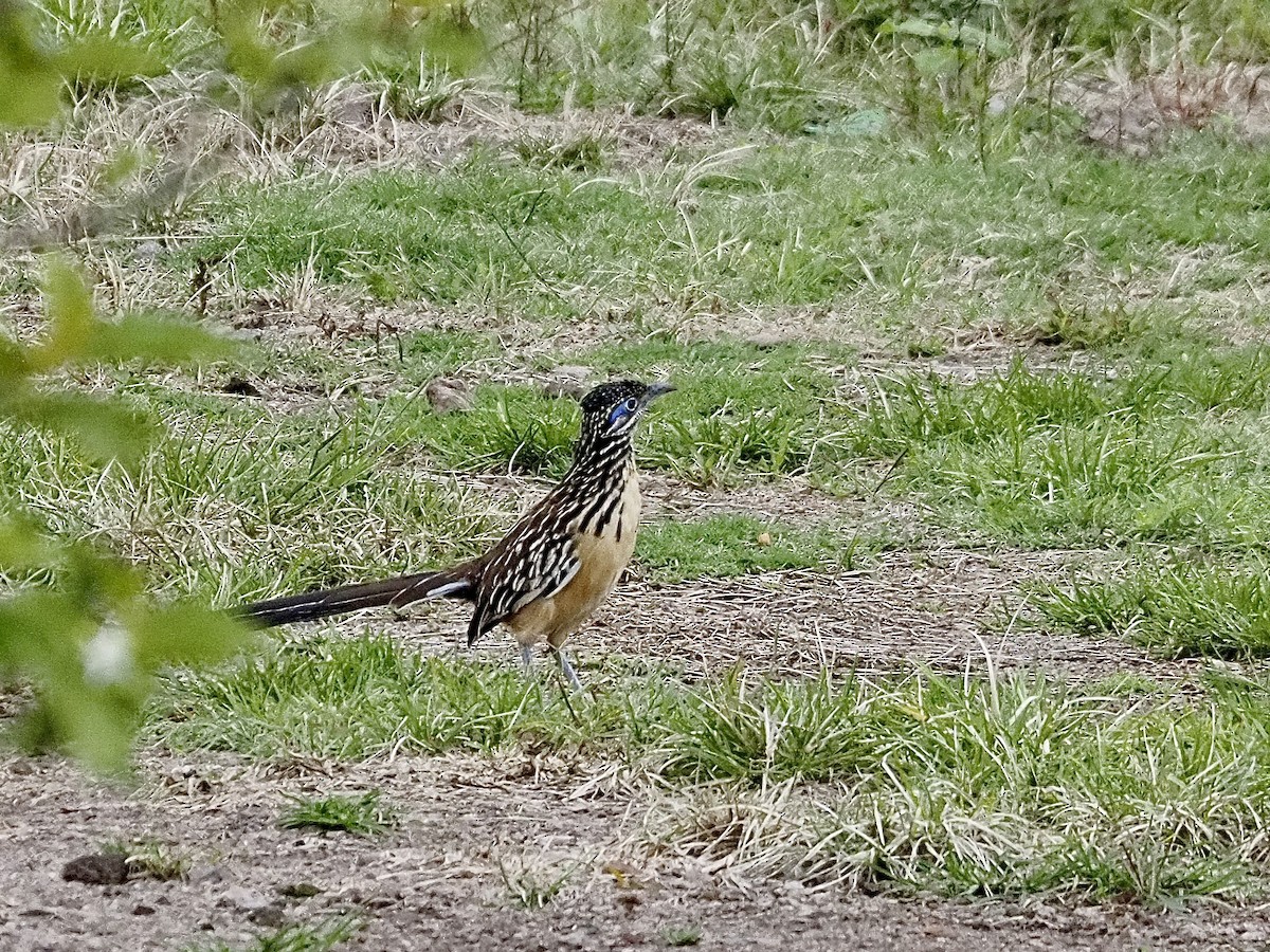 Lesser Roadrunner - ML641400253