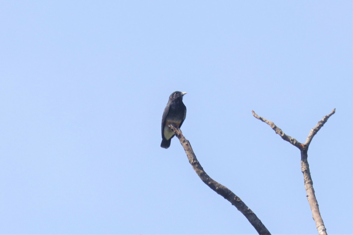 Swallow-winged Puffbird - ML641400254