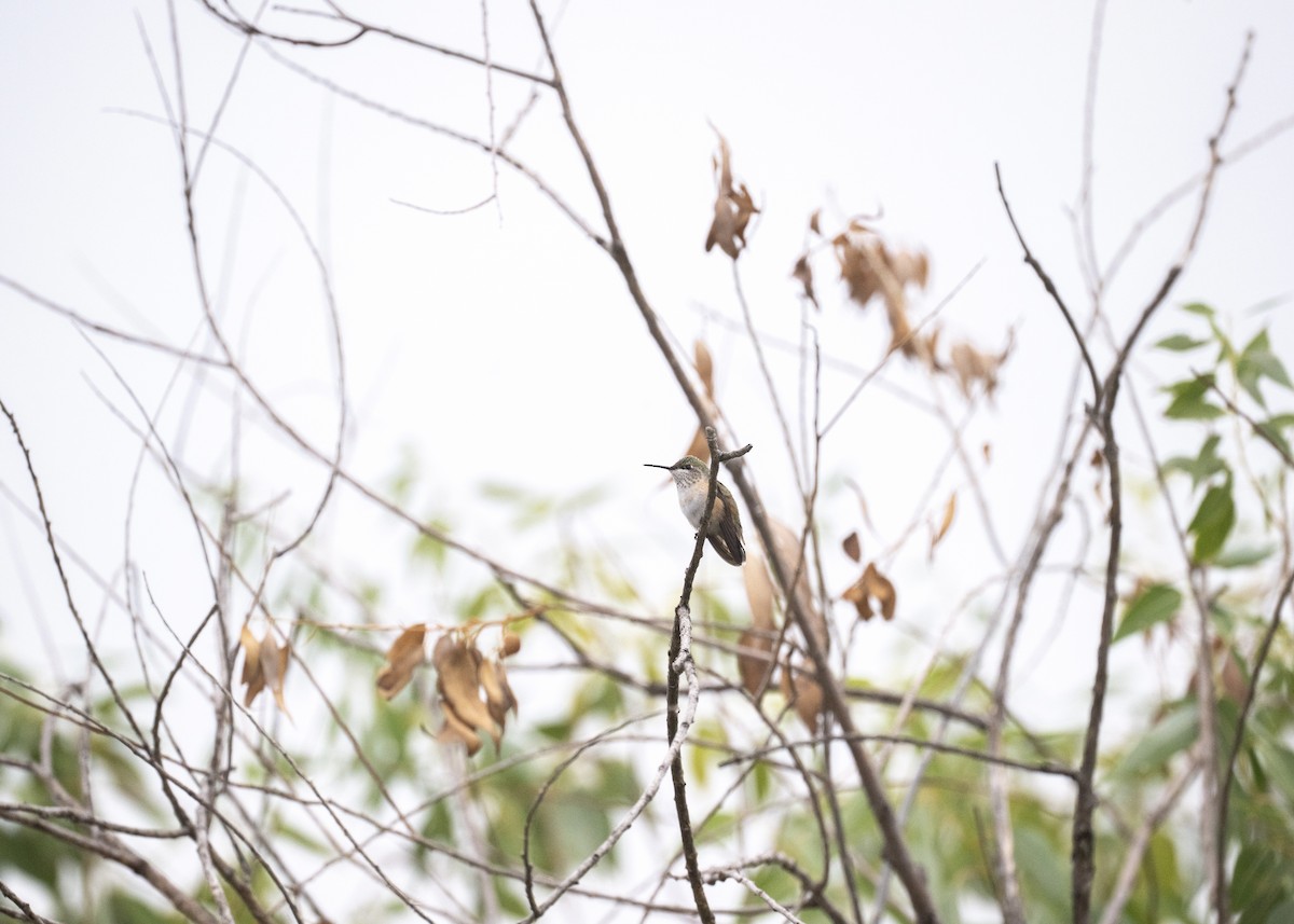 Calliope Hummingbird - ML641400268