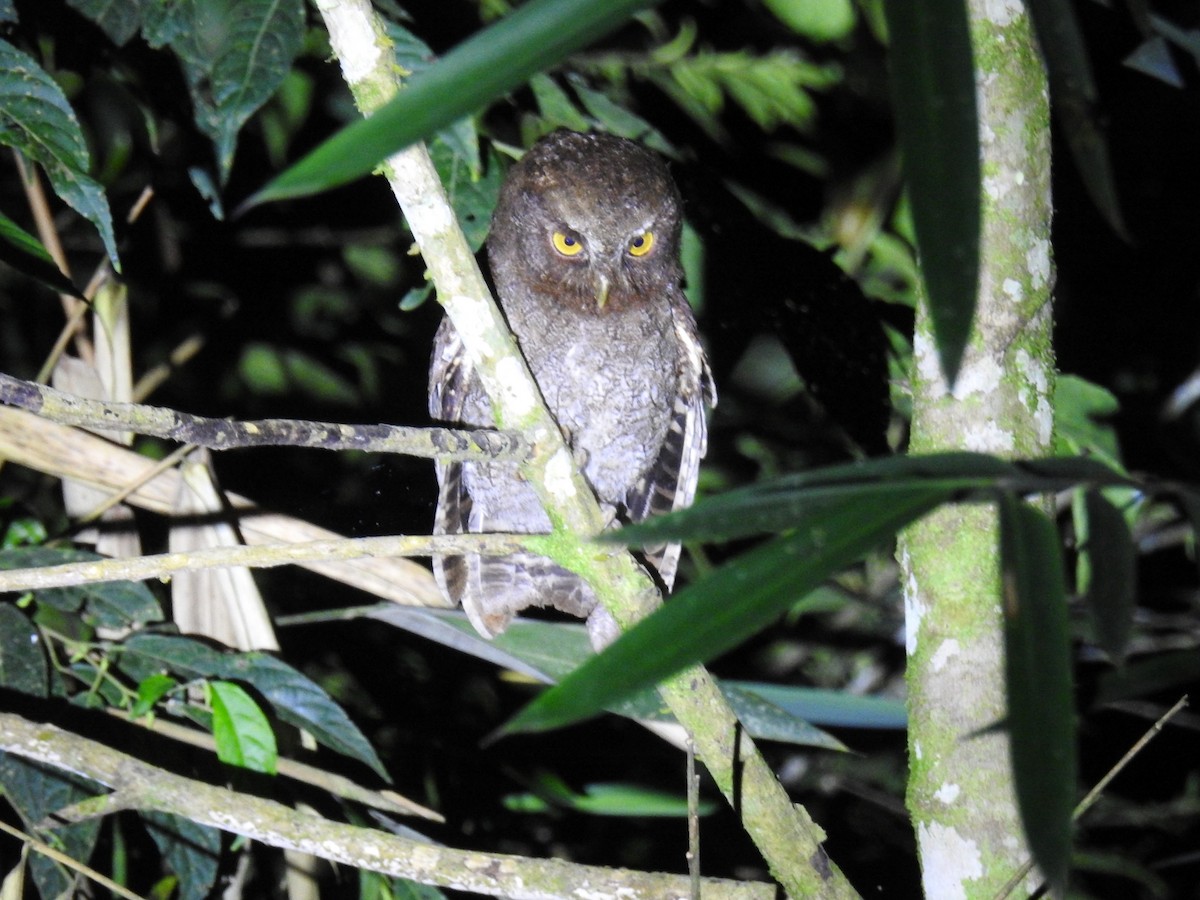 Foothill Screech-Owl - ML641400270