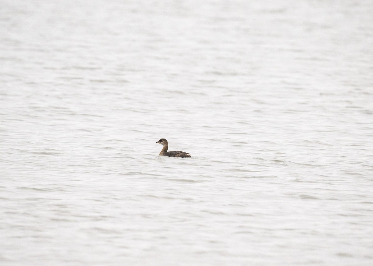 Pied-billed Grebe - ML641400271