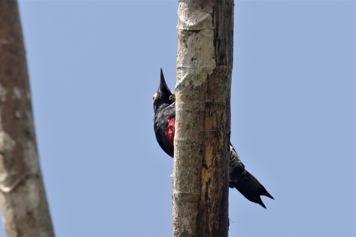Yellow-tufted Woodpecker - ML641400275